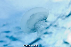 Shot in Cayman Brac while floating for a safety stop.  I ... by Ron Mack 